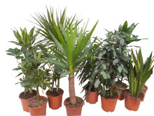 Gröna Växter Mix Ø19 cm